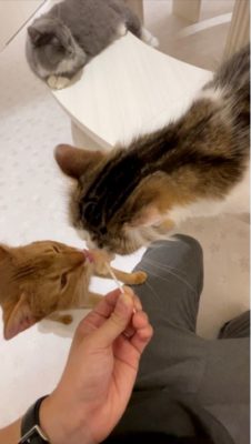 猫cafe リフォーム青山 市川 行徳 浦安 地域密着型のリフォーム会社